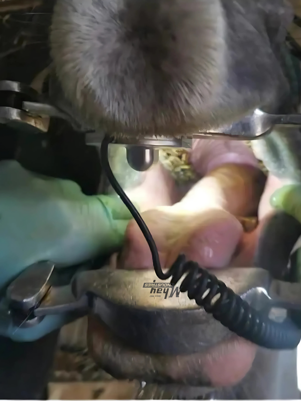 Buy dental horse speculum magnetic light